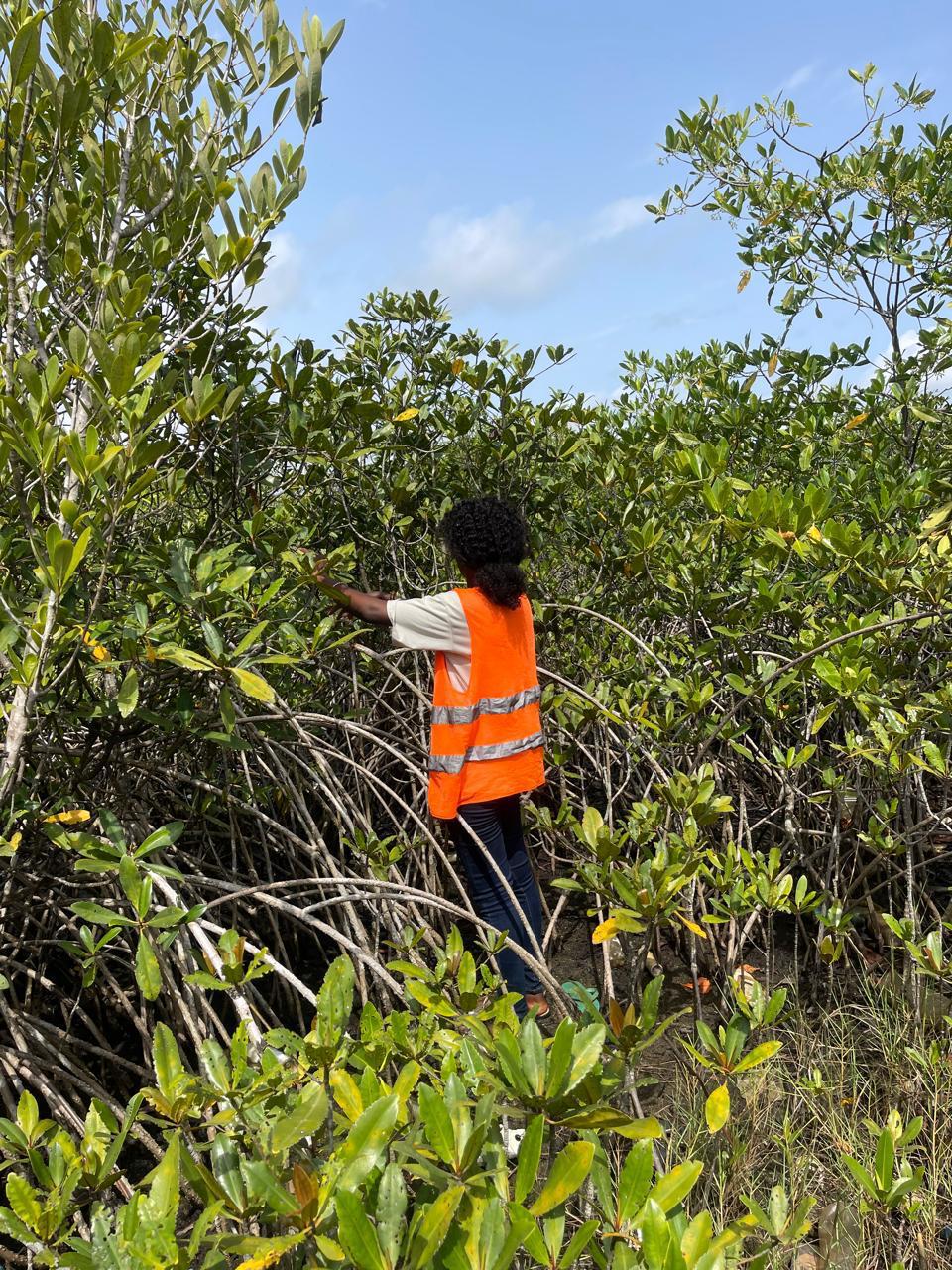 Forest Landscape Restoration