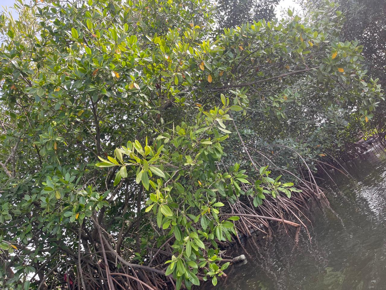 Coastal & Mangrove Conservation